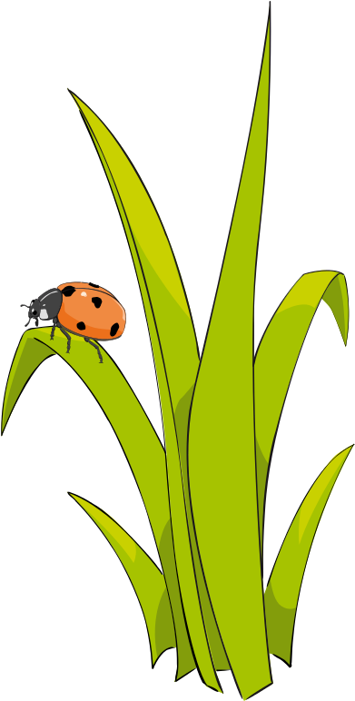 Grass Clip Art 2 Image - Blades Of Grass Clipart (448x800)