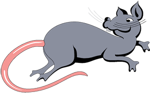 Innovative Grade Us Origin Sprague Dawley Rat Liver - Sprague Dawley Rat Png (581x434)