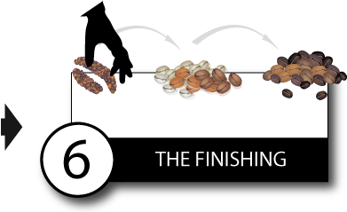 After About 24 Hours The Coffee Beans Are Defecated - Kopi Luwak (401x352)