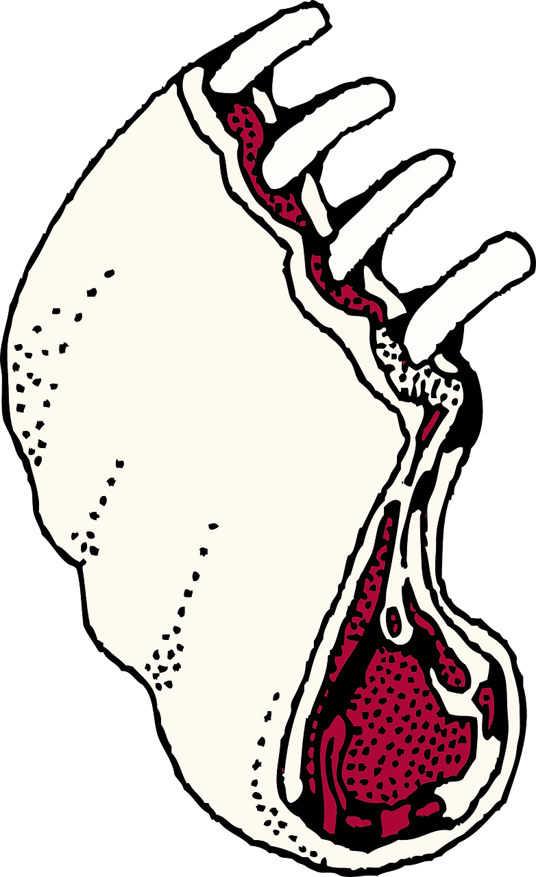 Loin Rack Clipart, Vector Clip Art Online, Royalty - Lamb Chop Clipart (782x1280)