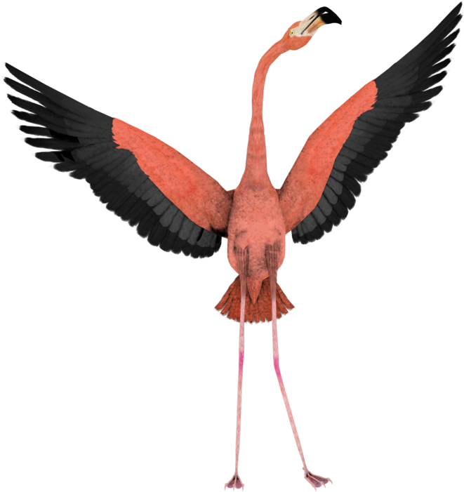 Art Flamingo Wings Wide Open Fly - Flamingo Transparent Background (900x720)