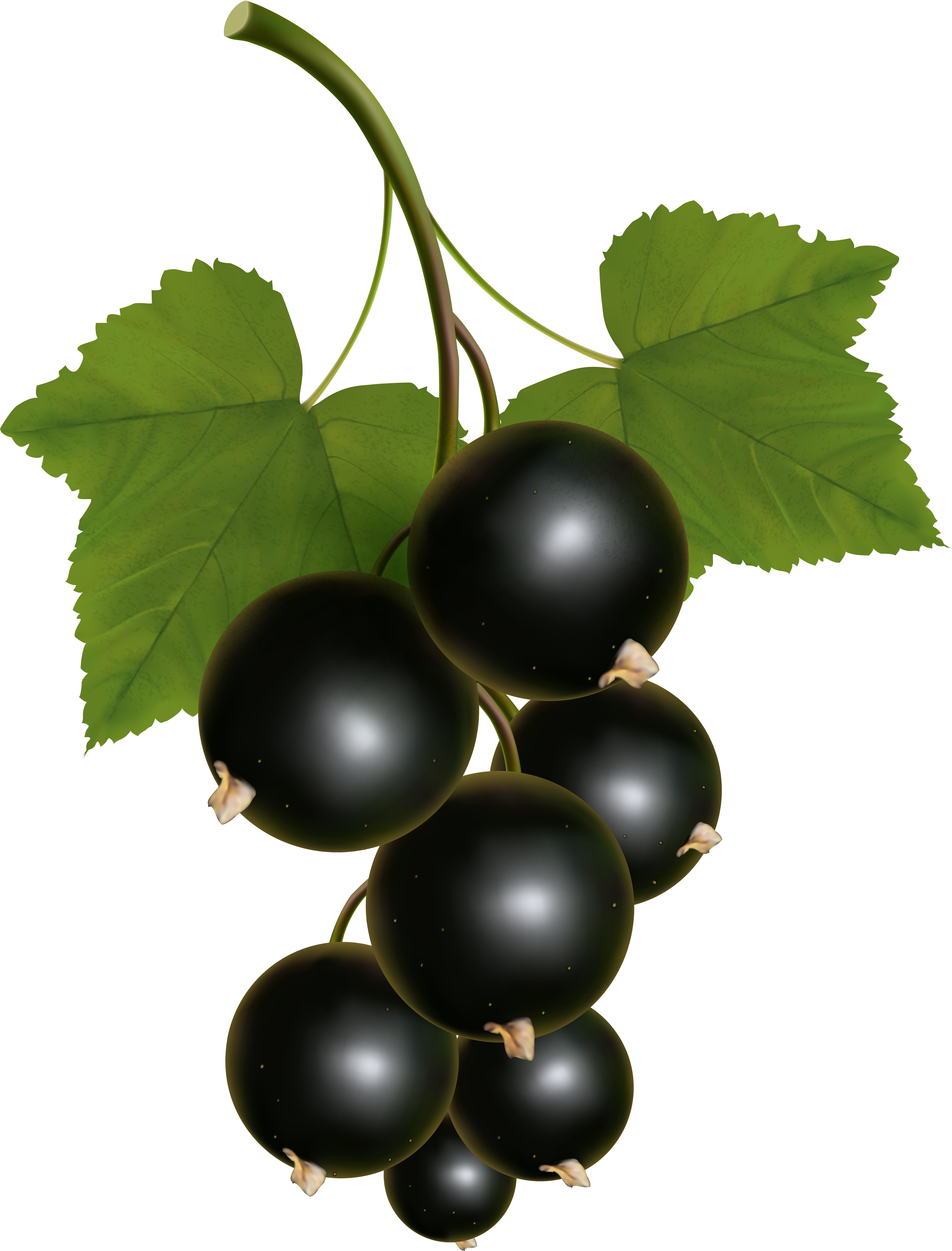 Currants Clipart Grape Vine - Currants Clipart Grape Vine (6213x8000)