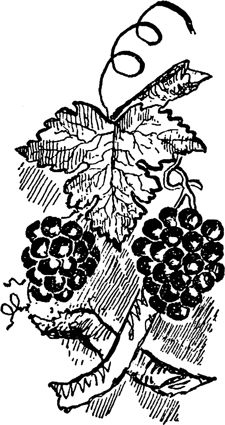 The First Digital Grapevine Clip Art Is A Perfect Digital - Illustration (939x1600)