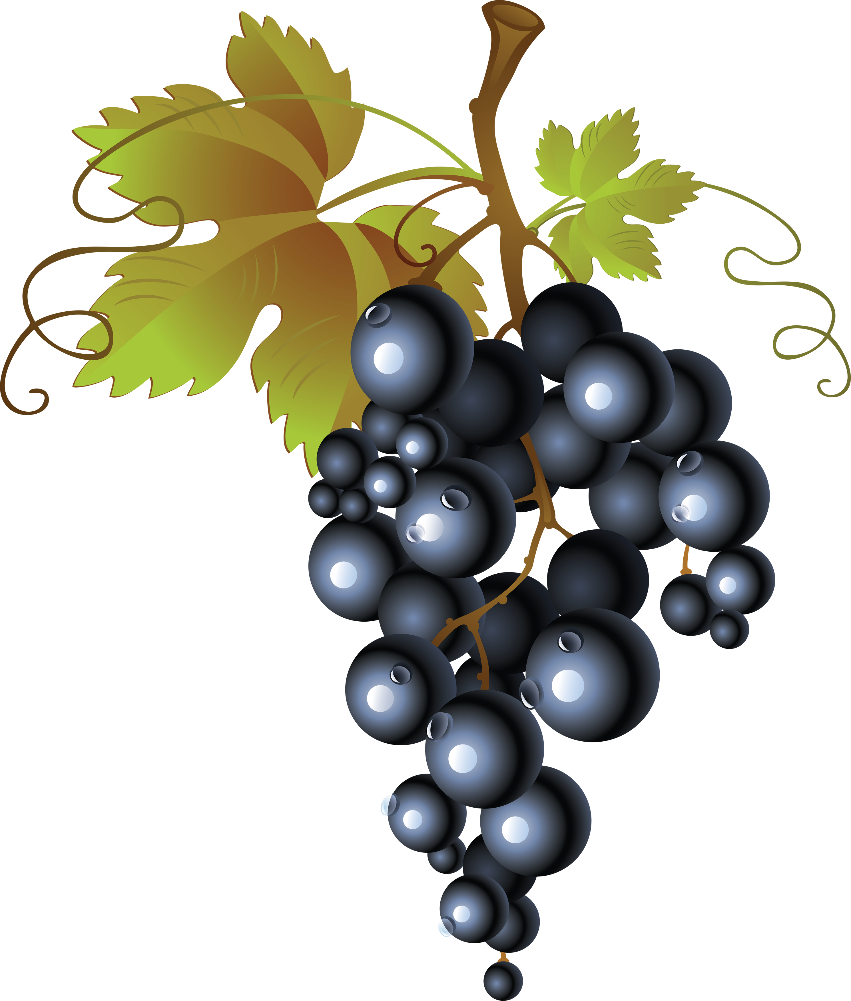 Grape Png Image, Free Picture Download - Dessin Grappe De Raisin (2980x3504)
