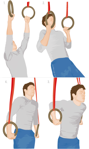Images Muscles In Body Tutorial - Beginner Gymnastic Ring Workout (341x591)