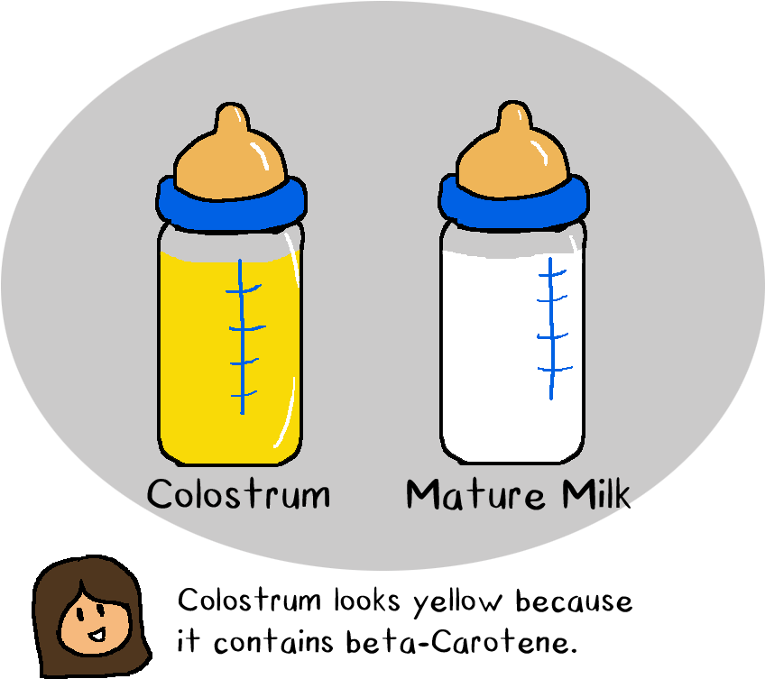 When A Human Embryo Begins To Form There Is A Specific - Plastic Bottle (998x854)