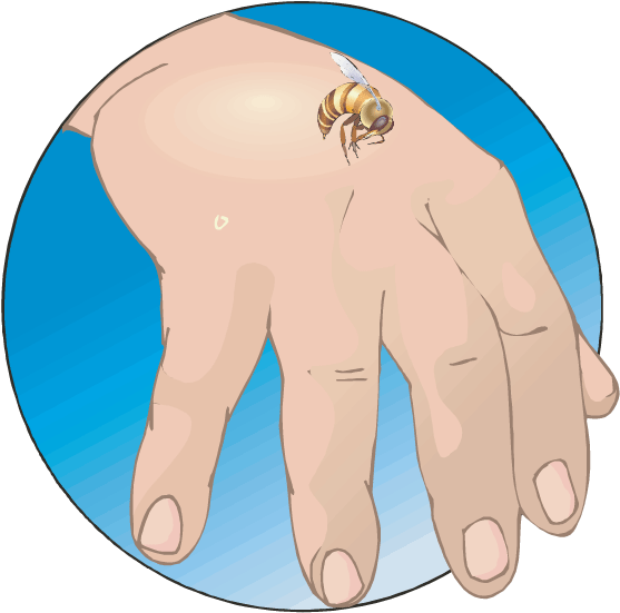 Bee Gathering Nectar - Bee Stings Allergic Reactions (612x792)