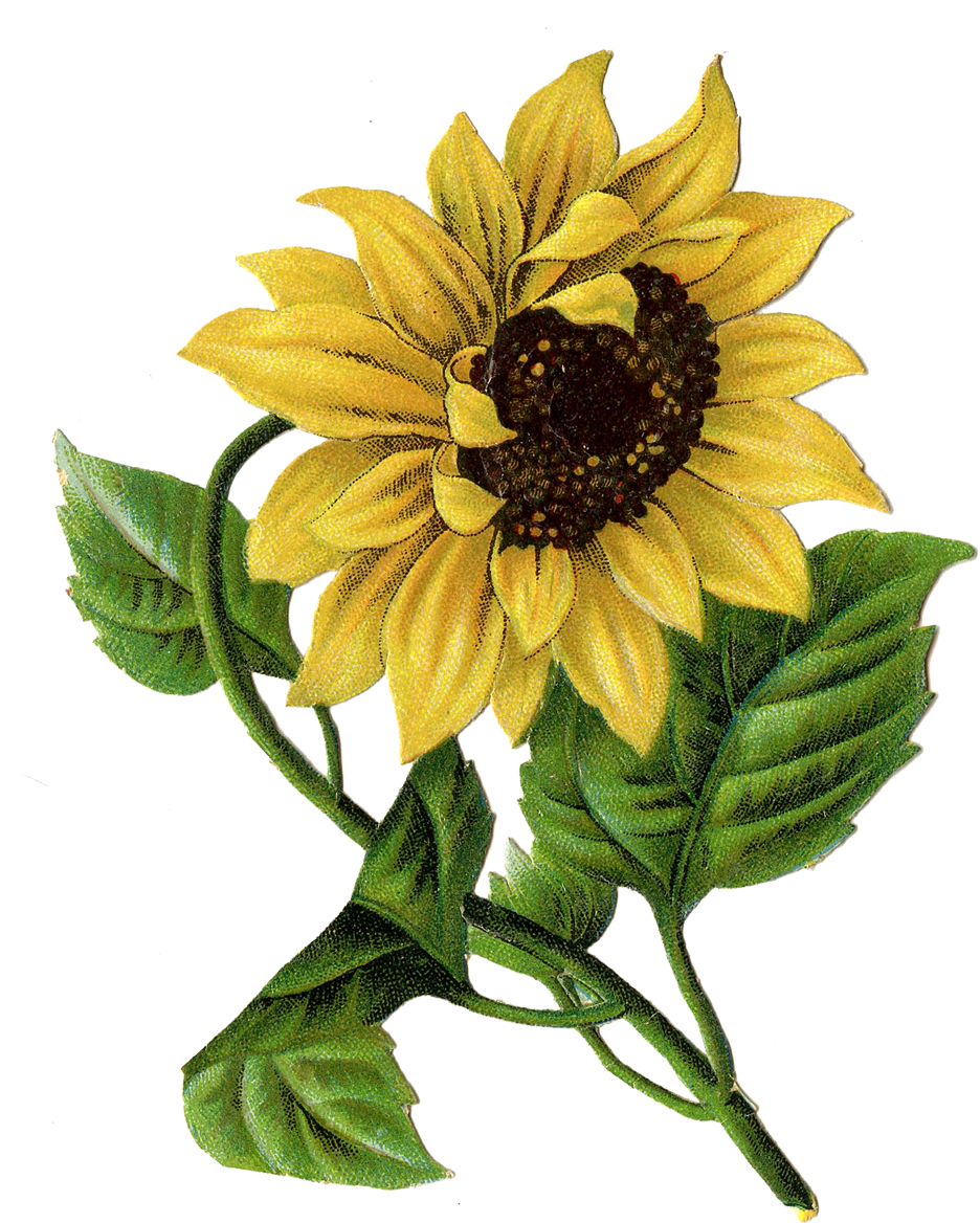 This Site Contains All Info About Vintage Sunflower - Sunflower Illustration (992x1200)