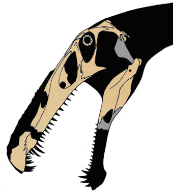 Known Skull Elements - Irritator (340x378)