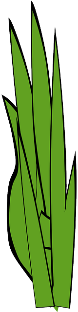 Gramineous Plant Blades Of Grass, Grass, Weed, Gramineous - Ot Cızımı (320x640)