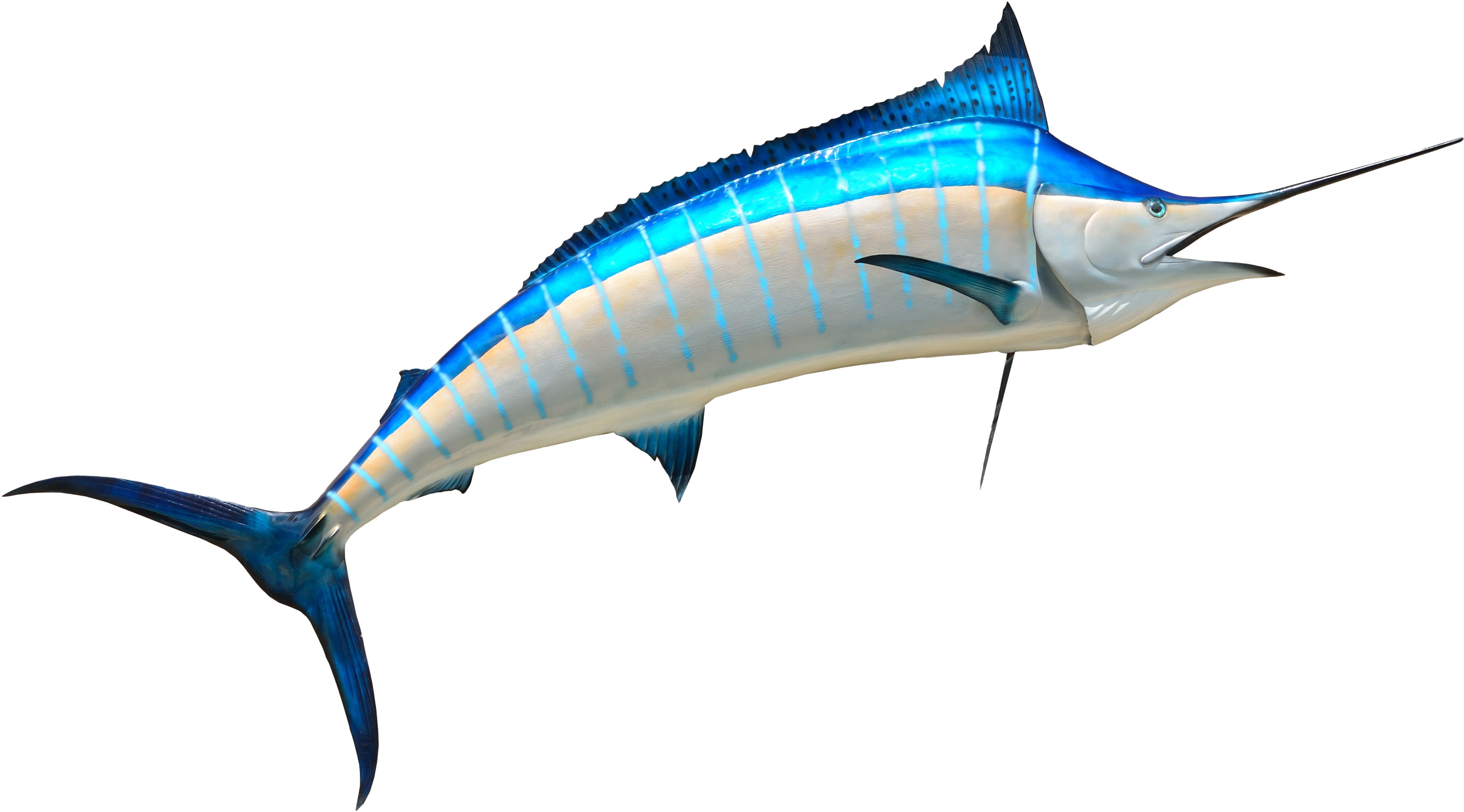 Fish Png Transparent Image Image - Fish Png (3626x2082)