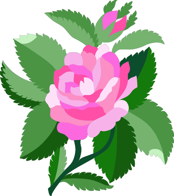 Beautiful Animated Flowers Clipart - Damask Rose Clipart (577x650)