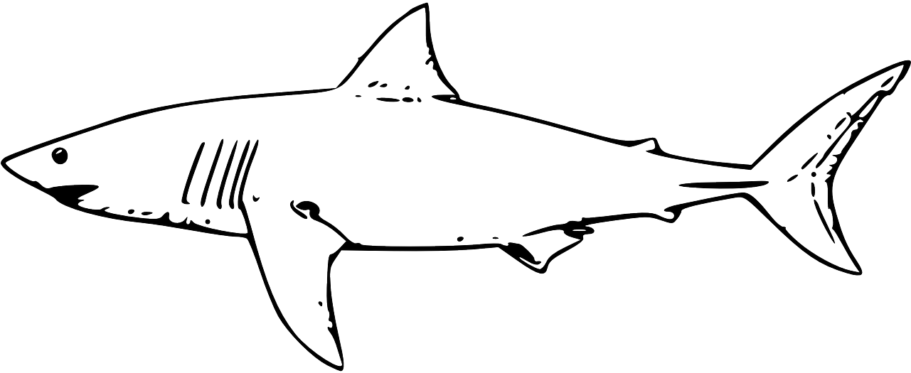 Shark Fish Great White Shark Png Image - Sharks Clipart Black And White (1280x640)