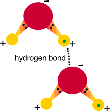 Do Hydrogen Bonds Form (360x371)