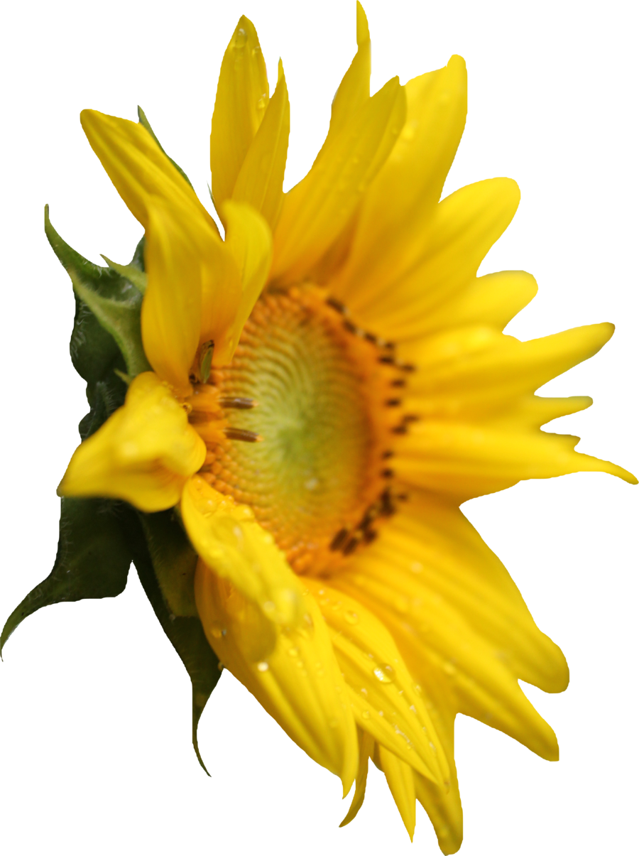 Sunflower Png (900x1205)