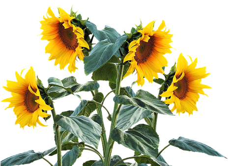 Sunflower, Summer, Sun, Plant - Sunflower Plant Png (482x340)