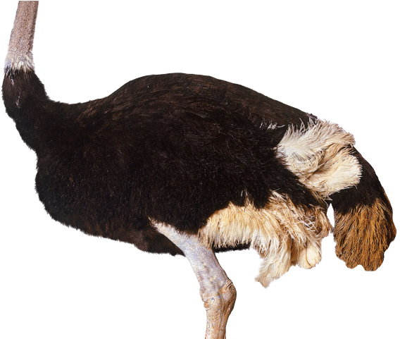 Emu Clipart Transparent - Ostrich Png (640x480)