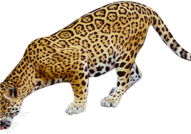 Jaguar Clipart Real - Jaguar Animal (640x480)