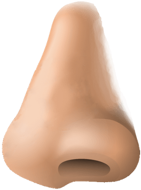 Human Nose Clip Art - Nose Png (400x400)