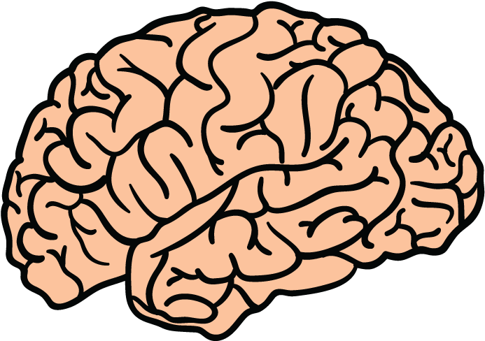 Blue Brain Project Human Brain Clip Art - Brain Png (710x710)