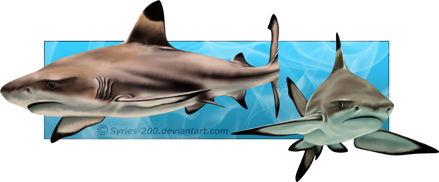 Blacktip Reef Sharks By Nioell On Deviantart - Black Tip Shark Drawing (891x371)