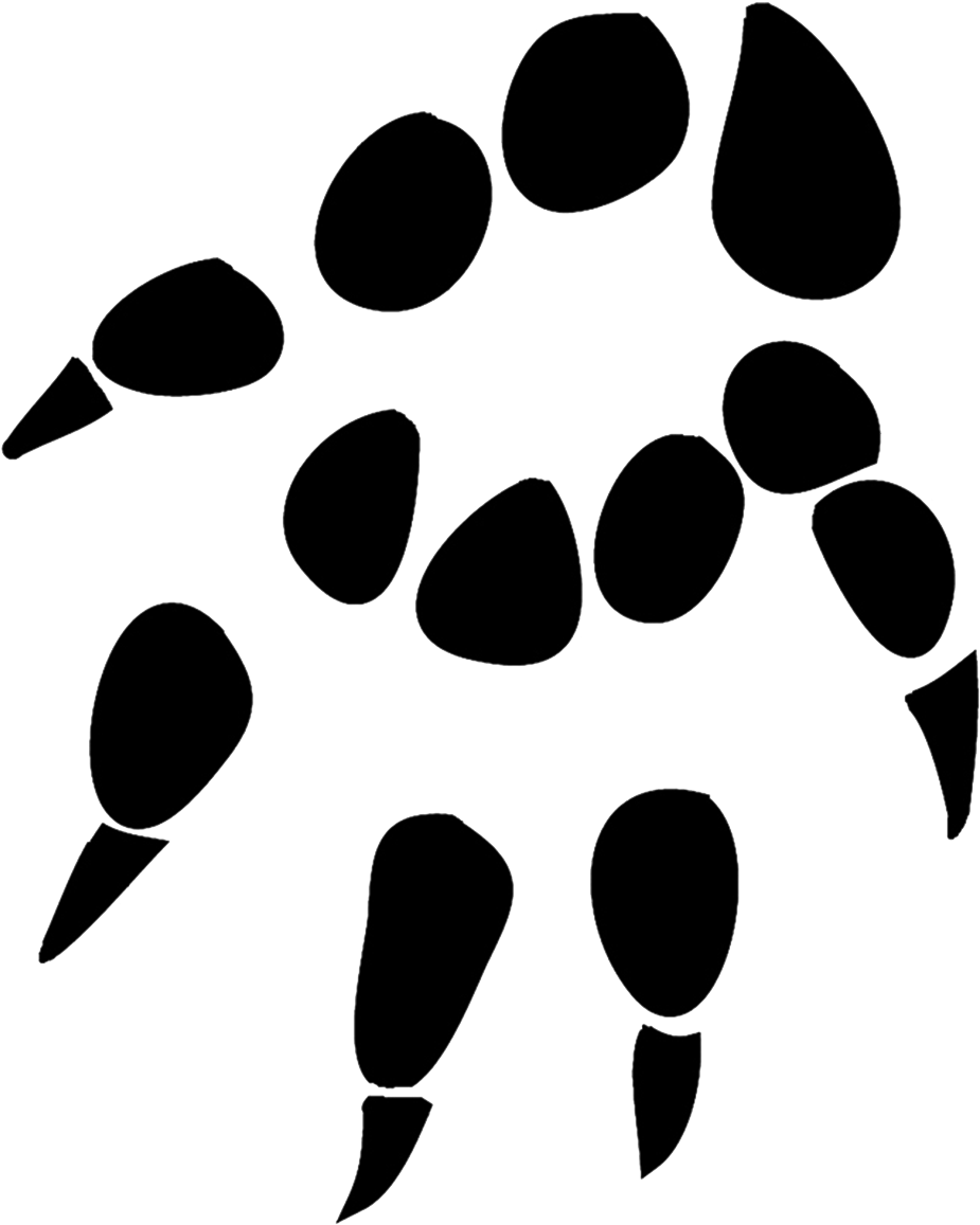 Sugar Glider Paw Prints (945x1161)