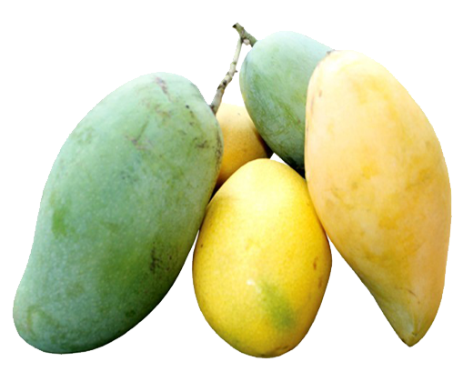 Empowering The Small Scale Rural Farmers Of Sri Lanka - Mango Green And Yellow (510x510)