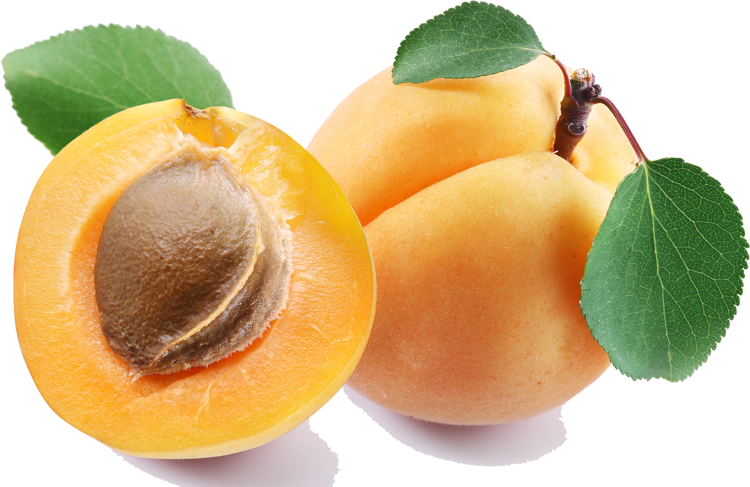 Killzone Clipart Mango - Apricot Png (1600x1032)
