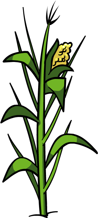 Clipart - Corn - Corn Plant Png (430x720)