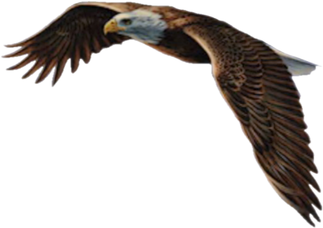 Aigle - Aigle Png (550x400)
