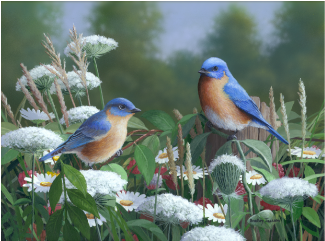 Lacey Blues Eastern Bluebirds Limited Edition Print - Eastern Bluebird (500x410)