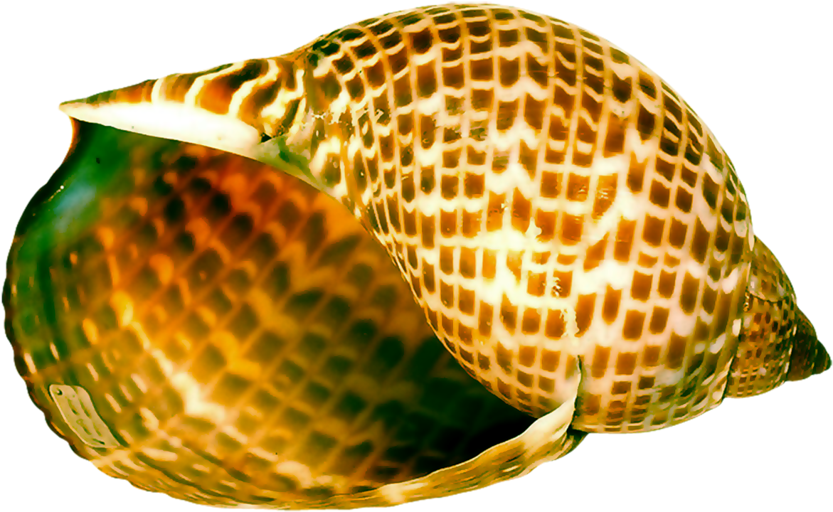 Yükle Category - Ракушки Морские (1280x784)