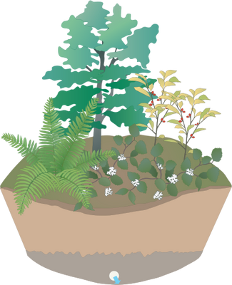 Ian Symbol Park Raingarden - Rain Garden (325x400)