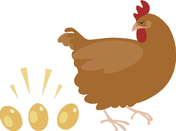 Beginner's Guide To Raising Chickens In Your Backyard - Rooster (570x423)