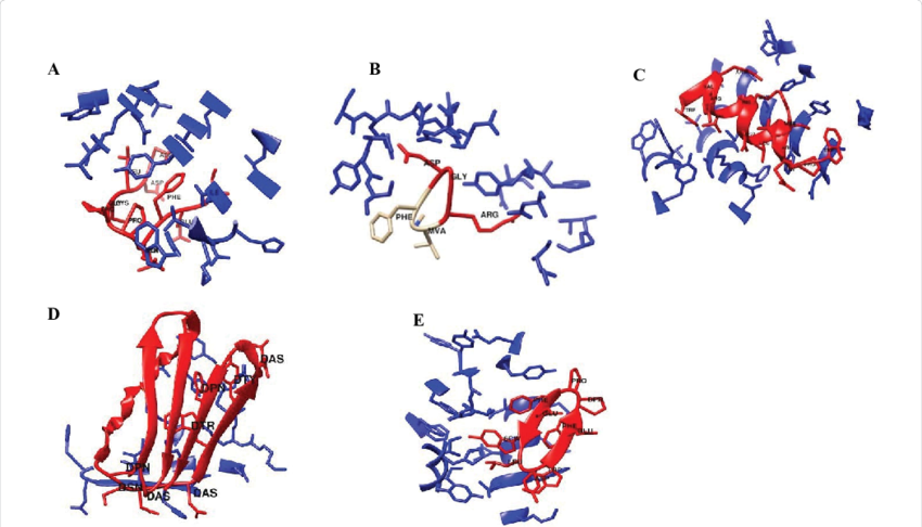 Molecular Model Or Solved Crystal Structures Of Peptide - Calligraphy (850x486)