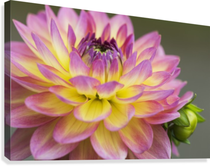 Close Up Of A Pink And Yellow Dahlia - Close Up Of A Pink And Yellow Dahlia; Astoria, Oregon, (429x339)