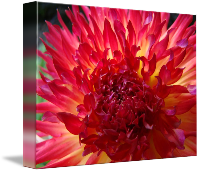 Christmas Gift Gallery Red Purple Dahlia Flower By - Dahlia Flower (650x560)