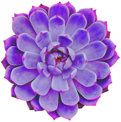 3 - Succulent Plant (480x483)