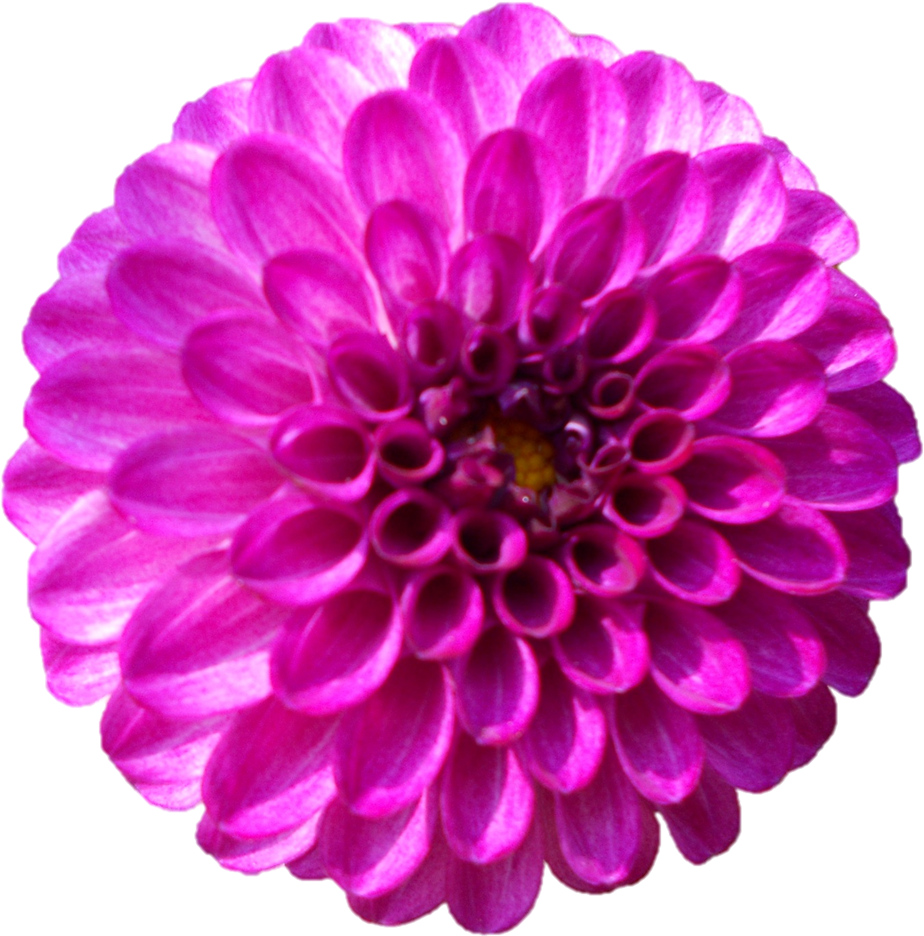 Belur Math Sri Sarada Devi Darshan On - Dahlia (941x954)