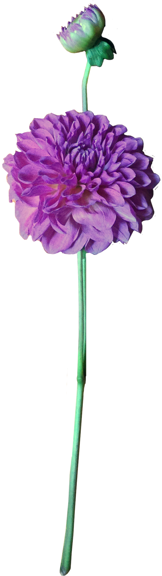 Purple Dahlia - Dahlia (754x2448)