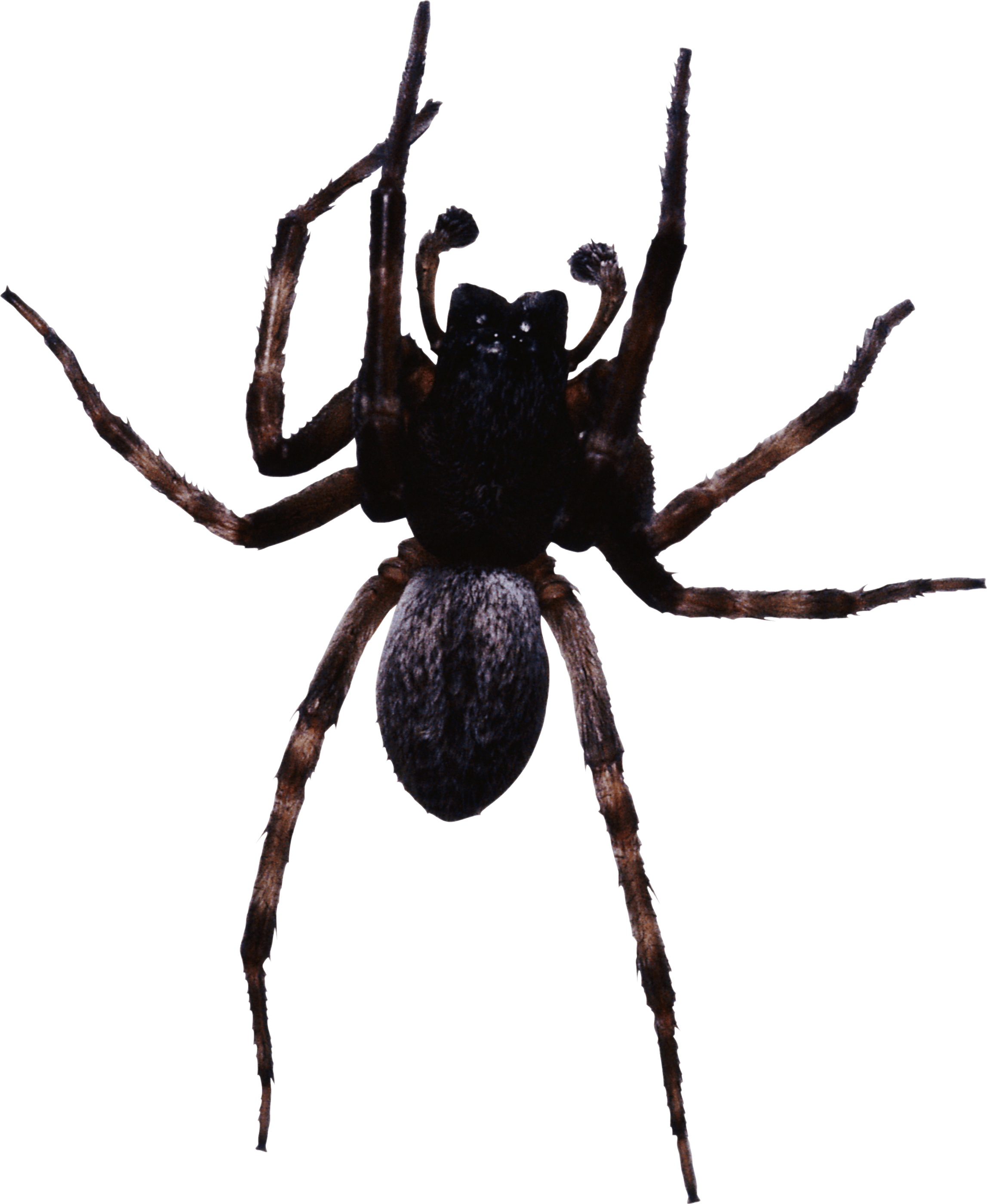Large Black Spider - Leg Mechanism Of A Spider (2295x2800)
