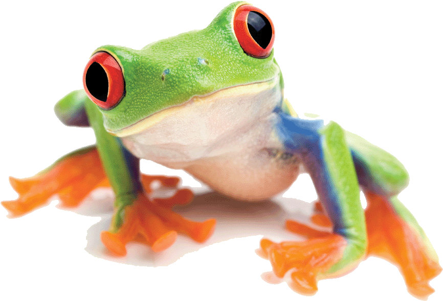 Red Eyed Tree Frog Png (909x639)