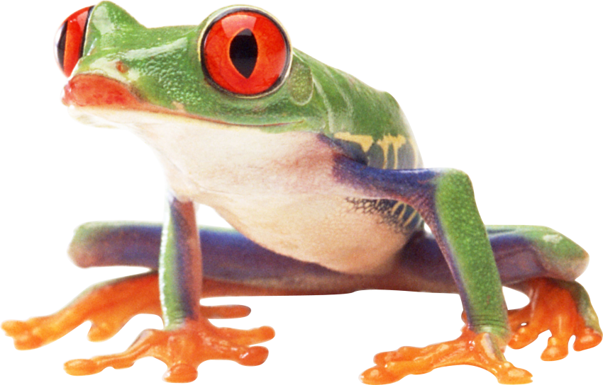 Free Png Images Frog Png - Frog Png (850x544)