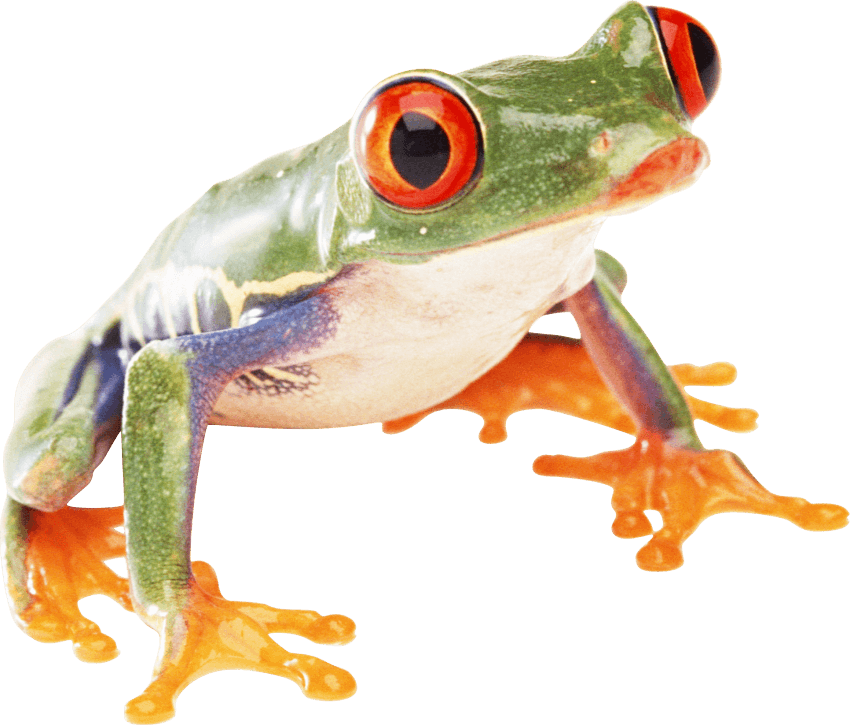 Free Png Frog Png Images Transparent - Amphibians Png (850x725)