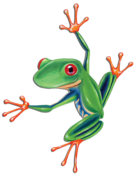 Tell - Red-eyed Tree Frog (498x568)