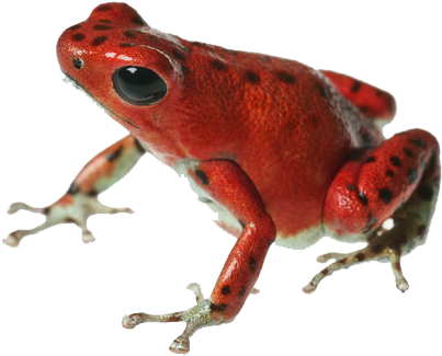 Strawberry Poison Dart Frog Png (500x398)