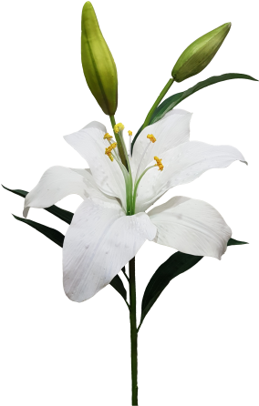 Giant White Casablanca Lily - Ixia (300x453)
