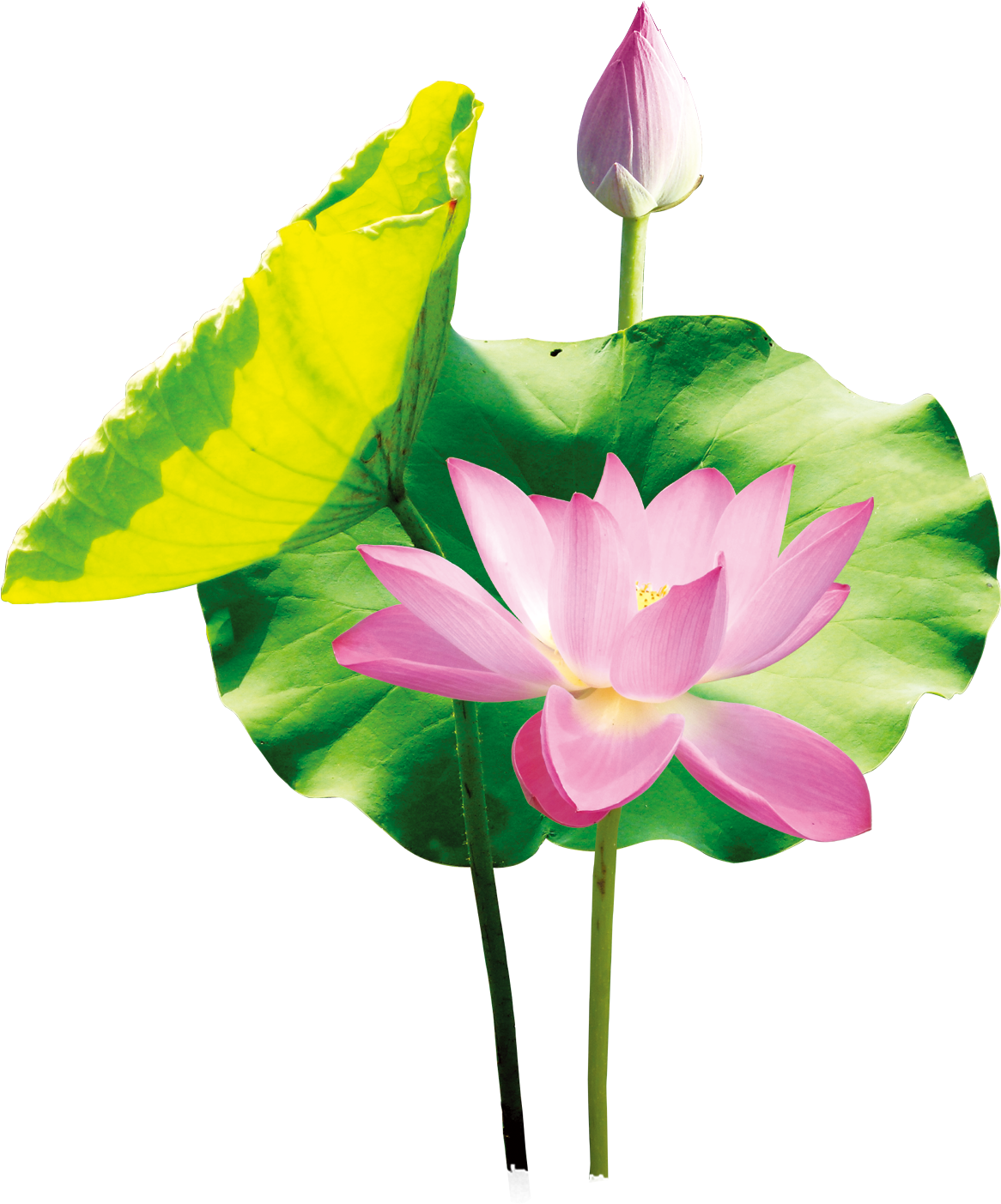 Arte Del Cartel - Sacred Lotus (2283x1823)