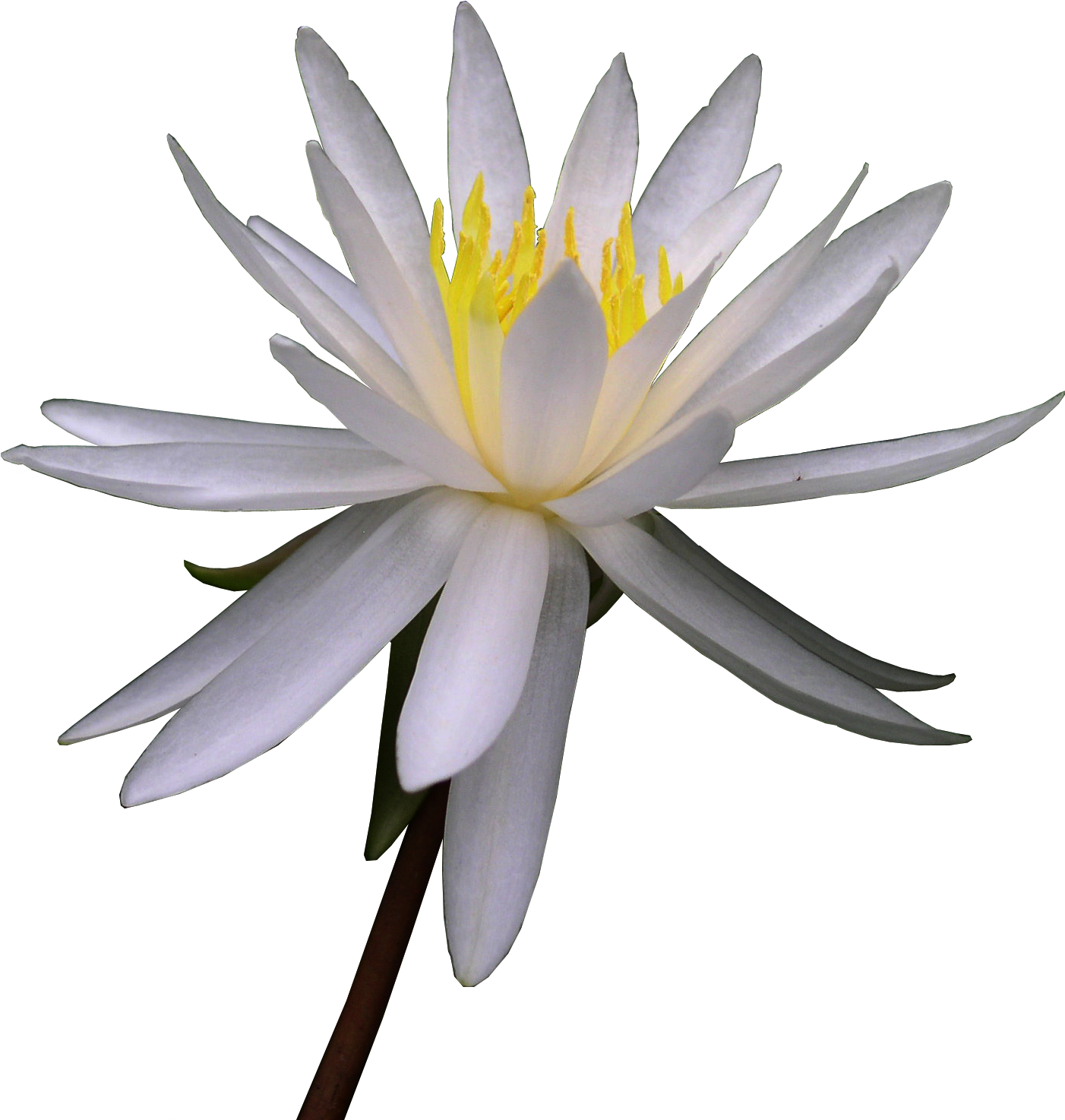 Посмотреть Jpg - Lily White Flower Watercolor (1559x1559)