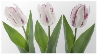 Tulip Beach Towel (400x400)